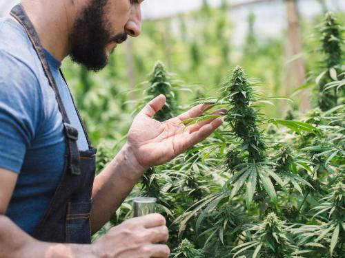 Muffa Botrytis (muffa grigia) – il killer silenzioso dei fiori durante la fioritura