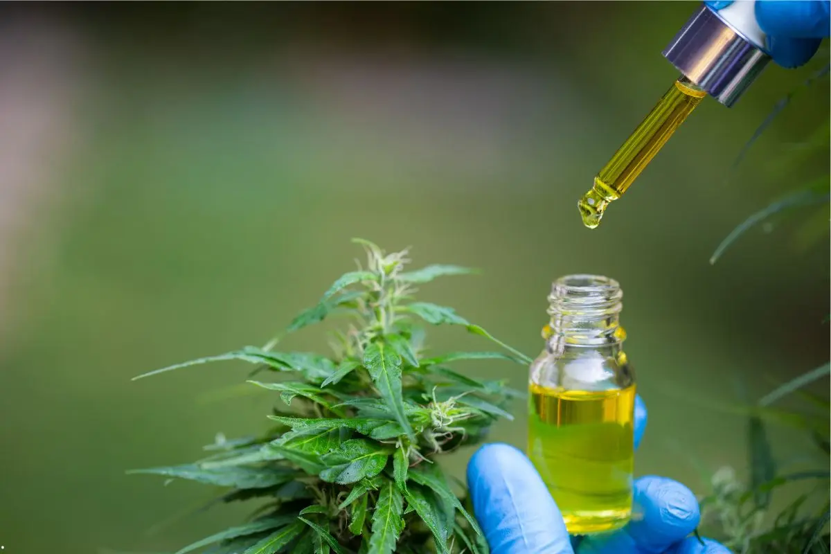 How to Read a Strain’s Terpene Profile and What It Says About Its Effects