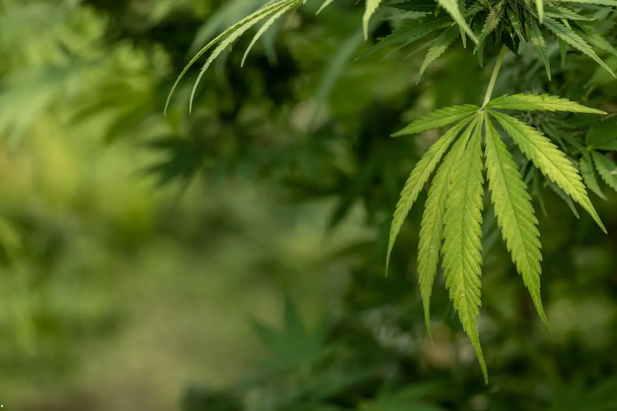 Clorosi fogliare – quando il verde svanisce e la pianta chiede aiuto