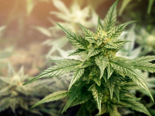 Scottature da fertilizzante – quando le piante ricevono troppo del “buono”