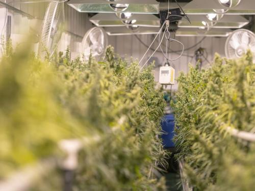 Intercambio de aire natural vs. ventilación mecánica en el cultivo doméstico de marihuana