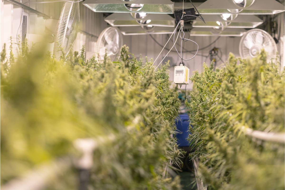 Intercambio de aire natural vs. ventilación mecánica en el cultivo doméstico de marihuana