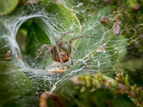 Ragnetti rossi nella coltivazione della cannabis – il killer silenzioso dei raccolti e come fermarlo