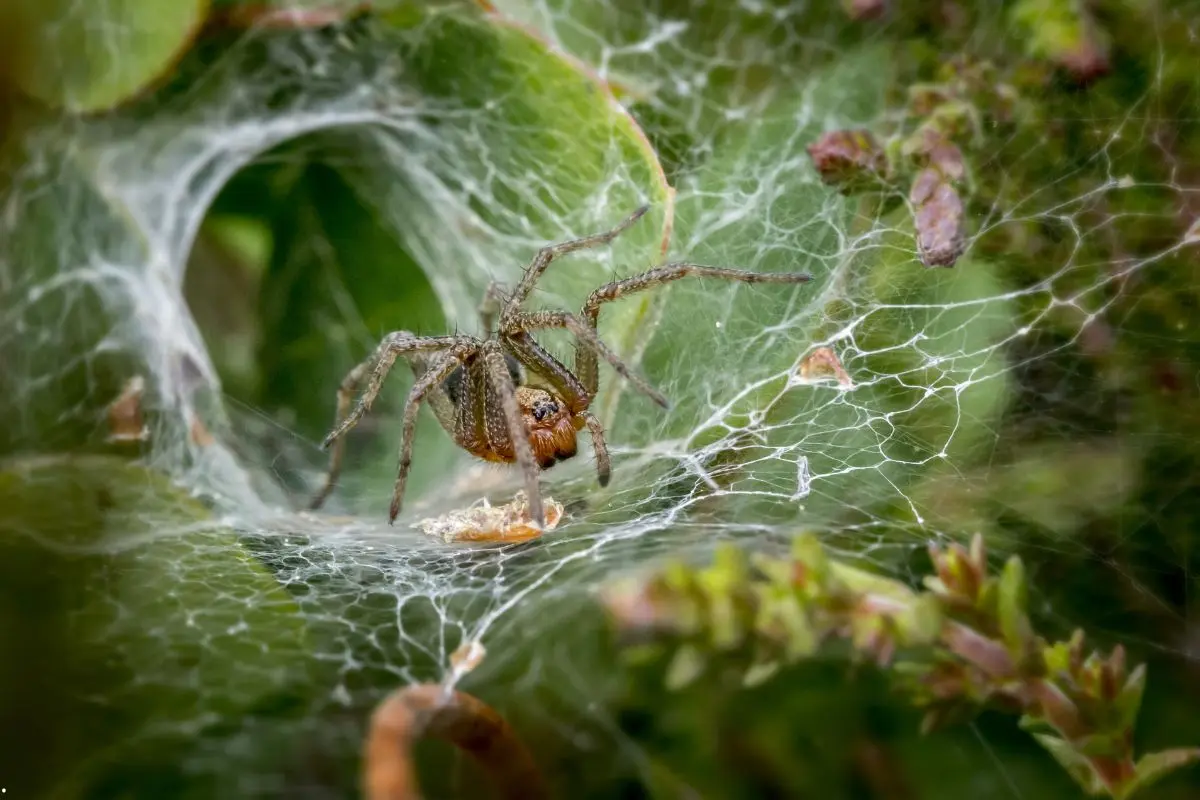 Ácaros araña en el cultivo de cannabis – el asesino silencioso de cosechas y cómo detenerlo