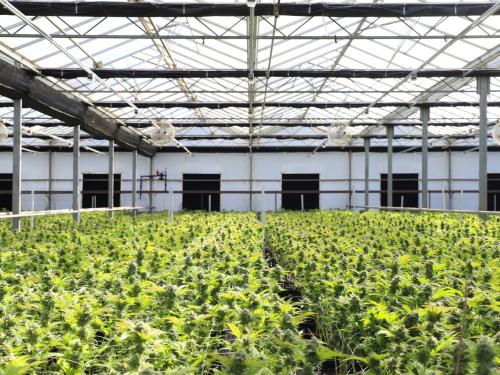 Come pianificare il raccolto con un gran numero di piante