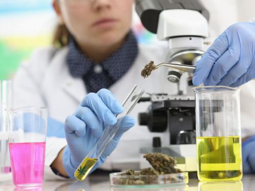 THC, CBD и другие каннабиноиды – как они действуют вместе и по отдельности