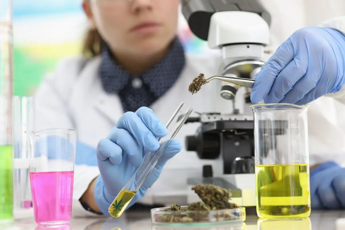 THC, CBD e altri cannabinoidi – come agiscono insieme e separatamente