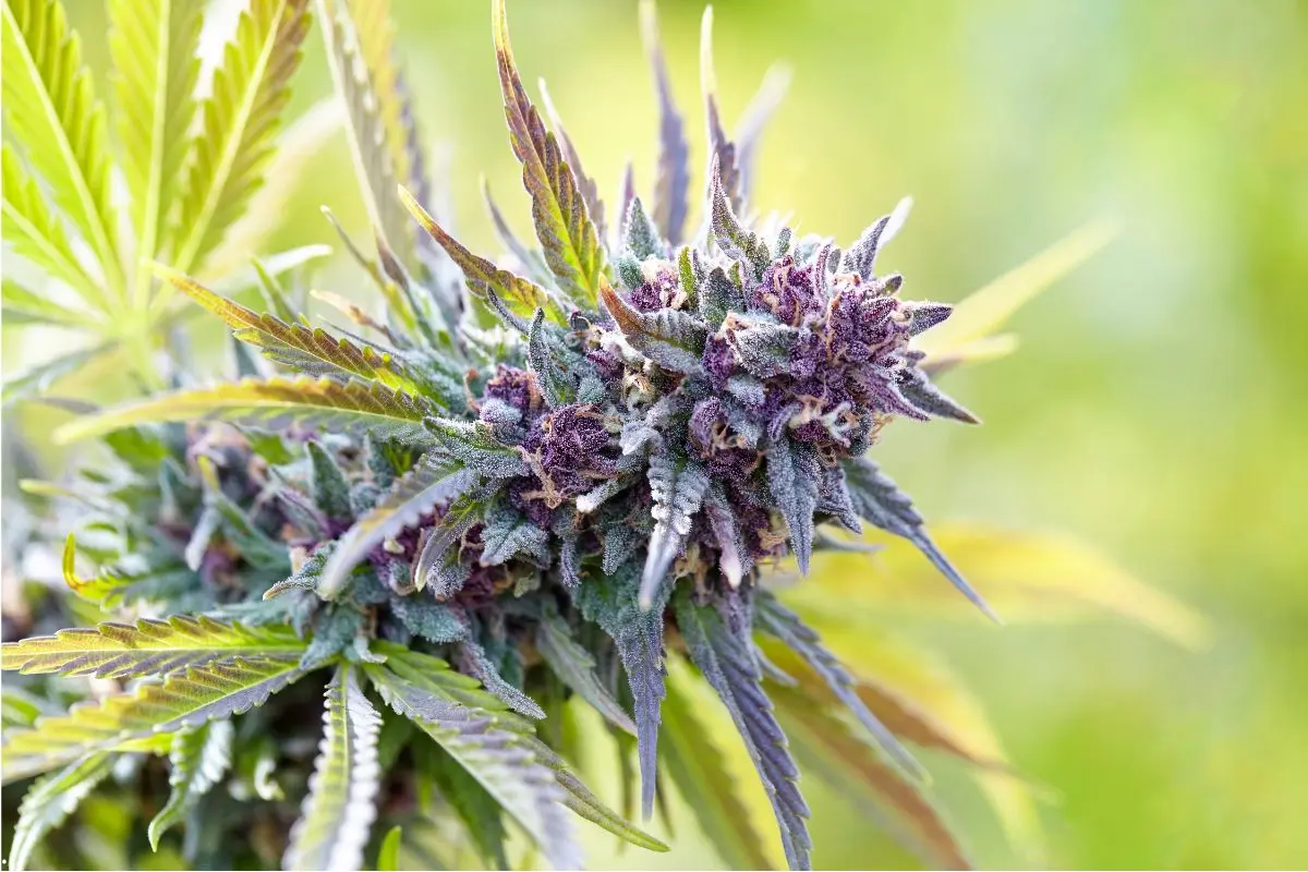 Muffa nella coltivazione della cannabis – come riconoscerla, combatterla e prevenirne il ritorno