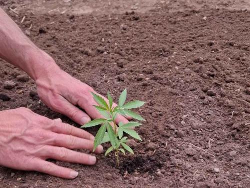 Une saison pleine de surprises : orages, vagues de chaleur et nuits froides