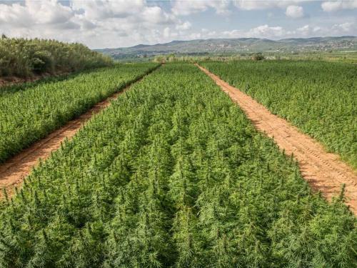 Calendrier de culture outdoor : dates de plantation et de récolte