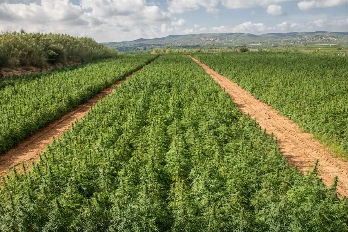 Calendario de cultivo outdoor: fechas de plantación y cosecha