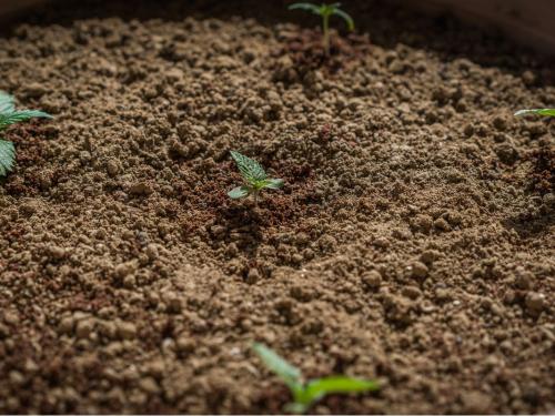 Come scegliere il substrato: cocco, «living soil» o miscele senza torba