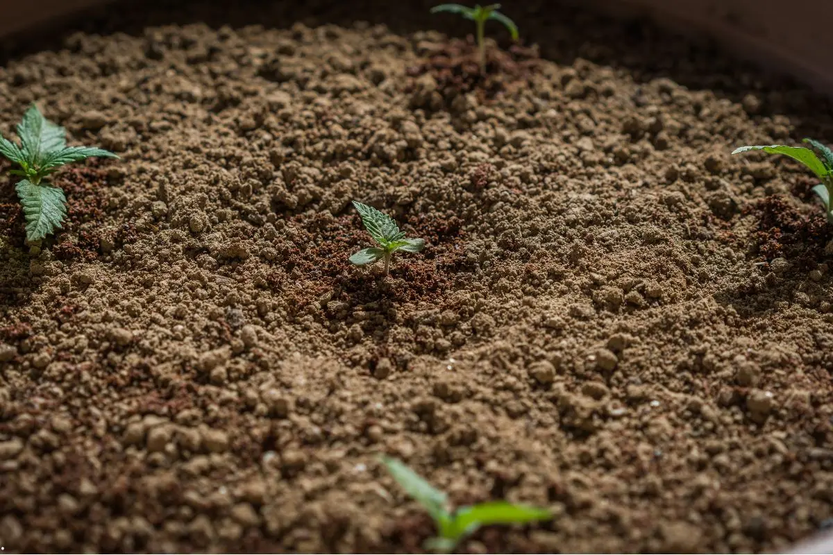 Cómo elegir el sustrato: coco, «living soil» o mezclas sin turba