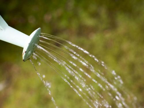 Flushing – ¿conviene hacerlo antes de la cosecha y en qué momento?