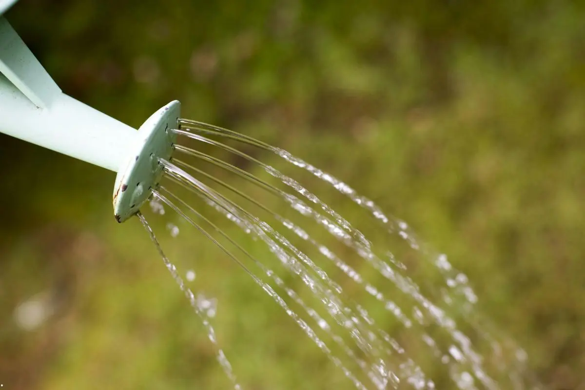 Flushing – ¿conviene hacerlo antes de la cosecha y en qué momento?
