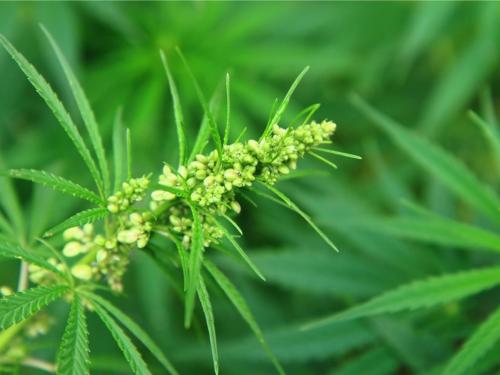 Tipos de estrés en el cultivo casero de cannabis: causas, síntomas y prevención