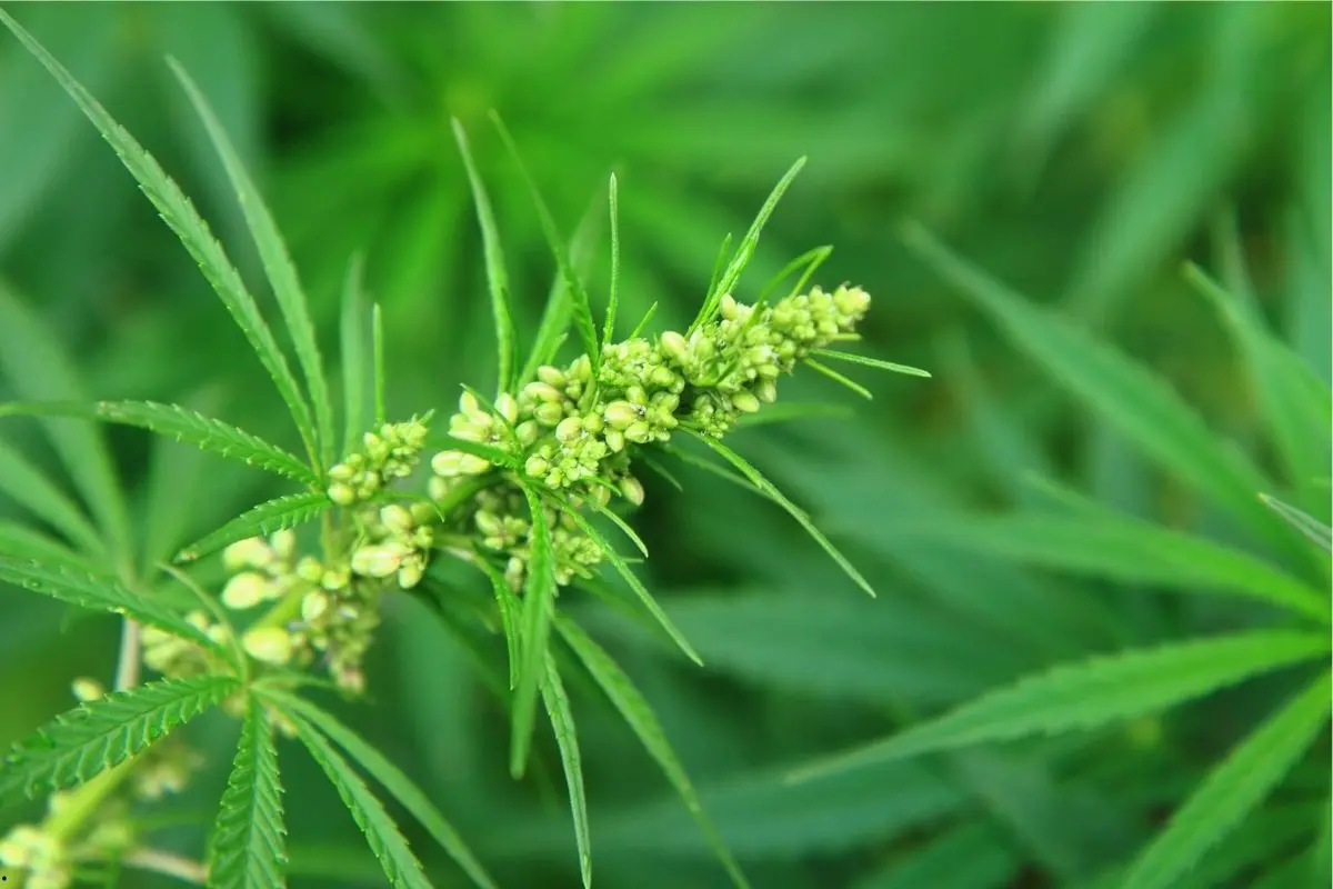Tipos de estrés en el cultivo casero de cannabis: causas, síntomas y prevención