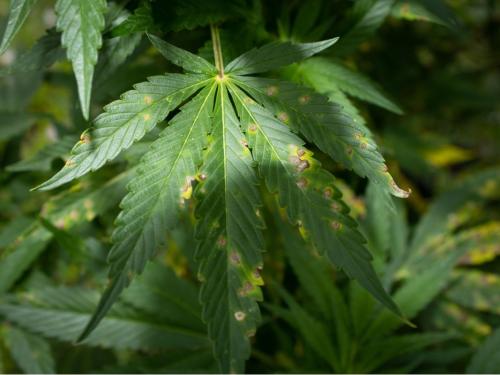 Alternaria Leaf Spot on Cannabis â How to Spot Brown Rings, Avoid Misdiagnosis, and Keep Plants Healthy