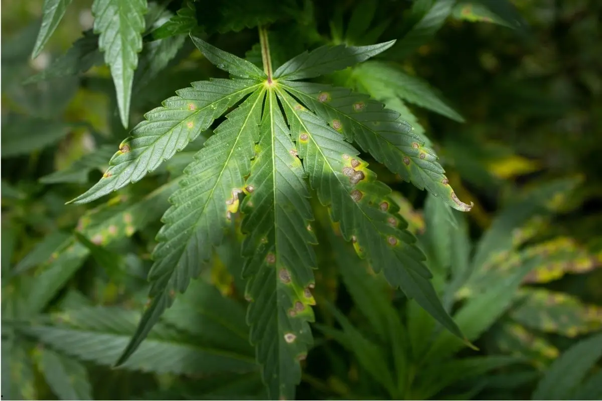Alternariosis en cannabis – cómo reconocer los círculos marrones, no confundirlos con carencias y salvar tu cultivo