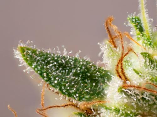How to Recognize the Perfect Time to Harvest Indoor Cannabis