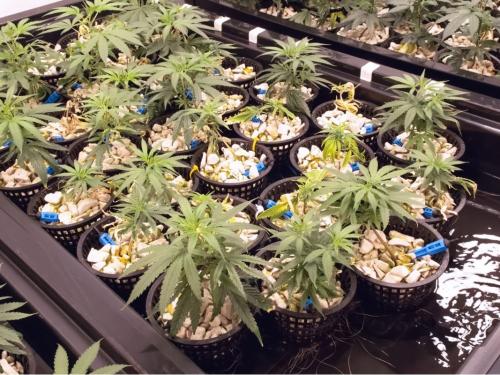 The Most Common Problems in Hydroponic Growing and How to Solve Them