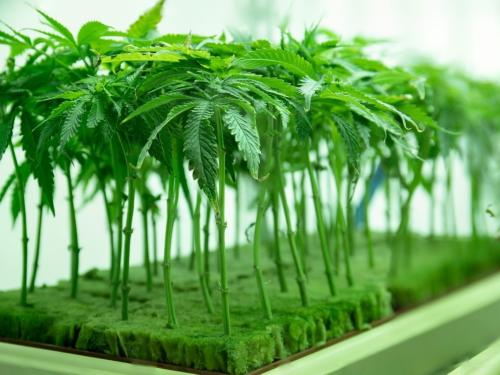 NFT, DWC и аэропоника – в чём различия между системами гидропоники?