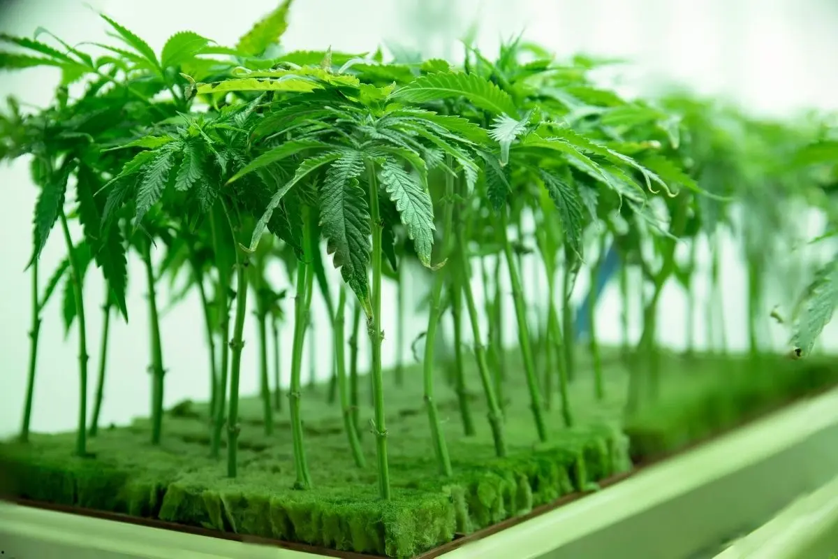 NFT, DWC y aeroponía – diferencias entre los sistemas hidropónicos