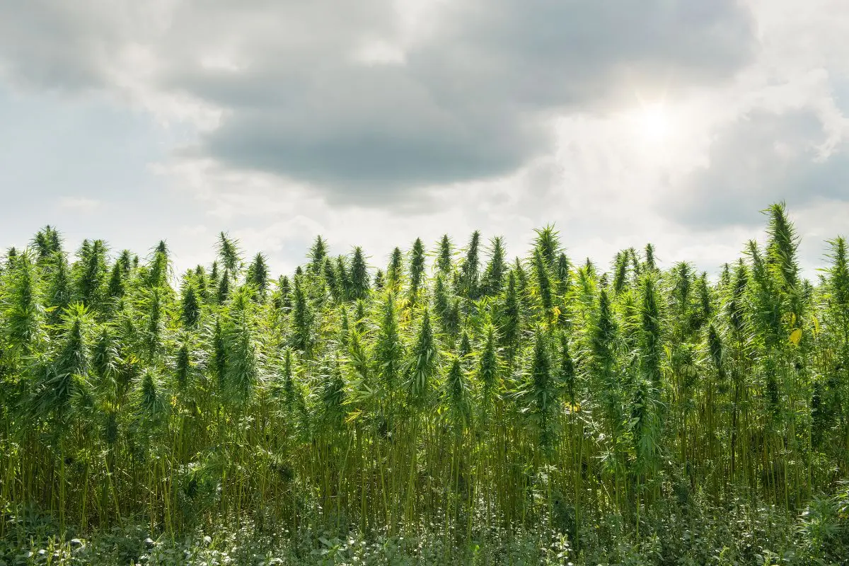 The Best Strains for Indoor vs. Outdoor Growing