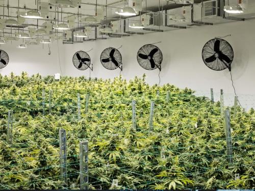 ¿Cómo elegir ventiladores y filtros de carbón para el cultivo indoor? Guía técnica completa
