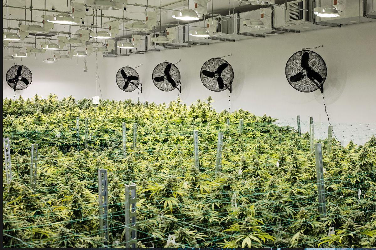 Jak dobrać wentylatory i filtry węglowe do uprawy indoor? Kompletny przewodnik techniczny