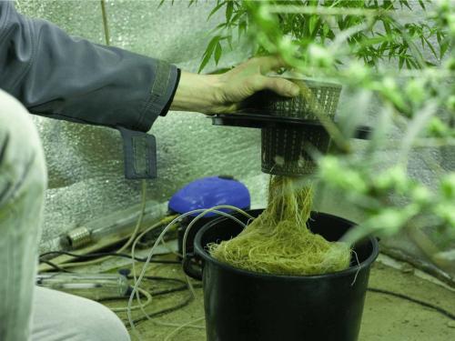 Hydroponics – what is it really, and who's cut out for it?