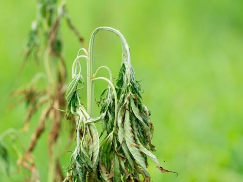 Come riconoscere i bisogni idrici della cannabis?