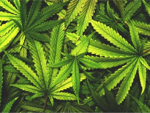 Cannabis Leaf Septoria â How to Spot It, Tackle It, and Keep Your Grow Healthy (practical tips from someone whoâs been there)