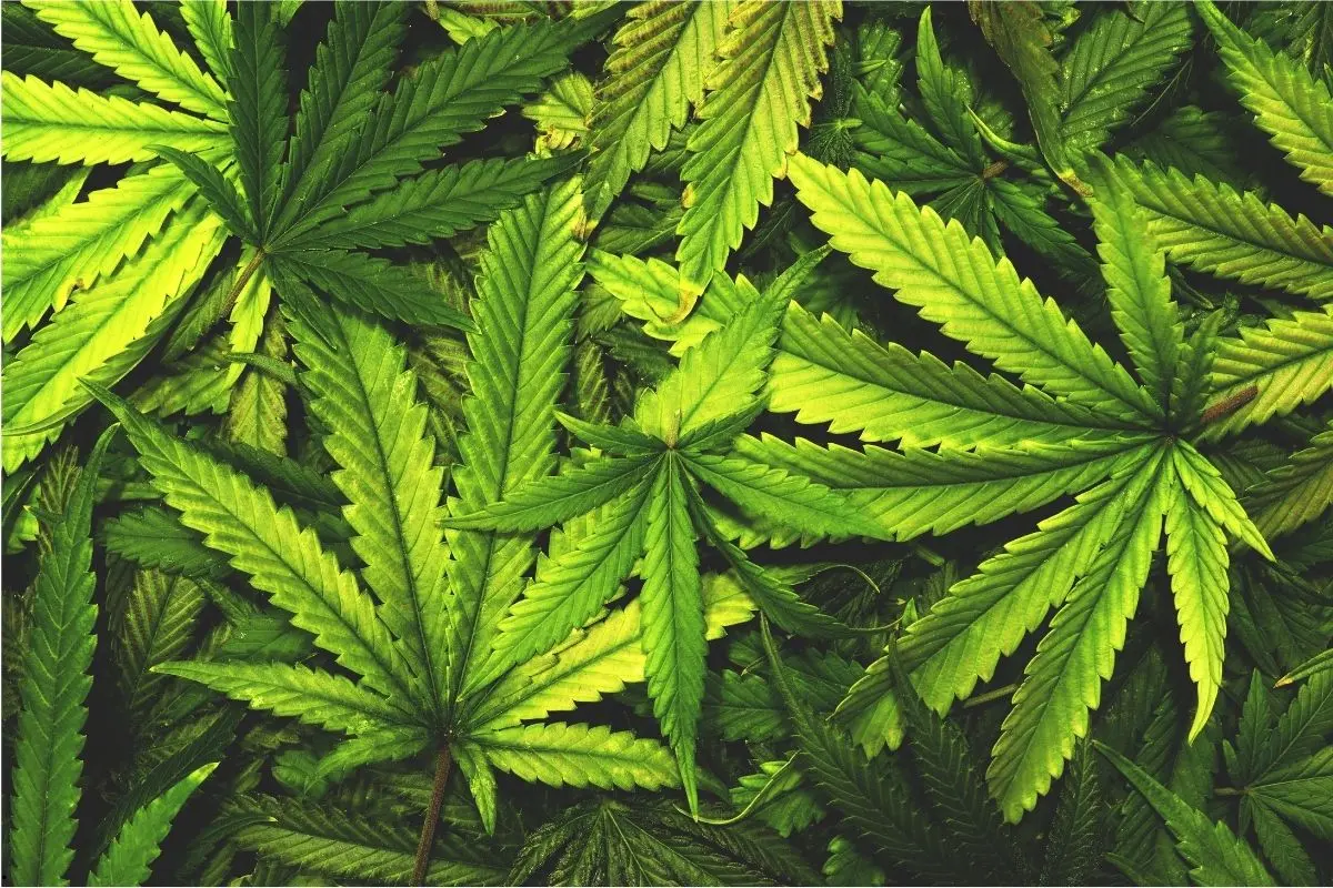 Septoriosis foliar en cannabis – cómo reconocer, curar y prevenir las manchas amarillas (guía para cultivadores que quieren dormir tranquilos)