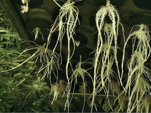 Come evitare le malattie delle radici (Pythium) in idroponica? Cause, prevenzione e trattamento