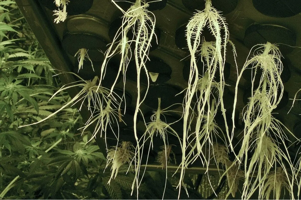 Cómo evitar las enfermedades de las raíces (Pythium) en hidroponía: causas, prevención y tratamiento