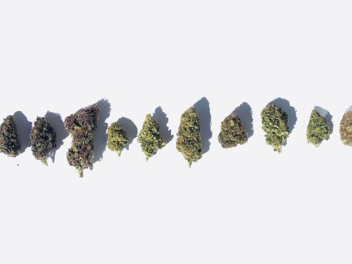 Le guide ultime des variétés de marijuana : Différences et caractéristiques