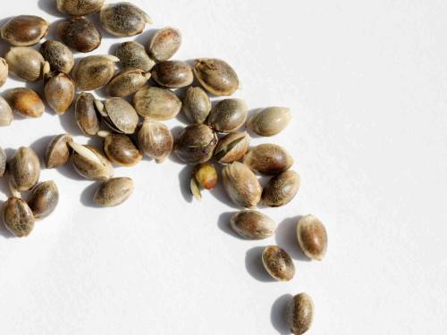 Comment choisir les bonnes graines pour la culture de cannabis en intérieur ?