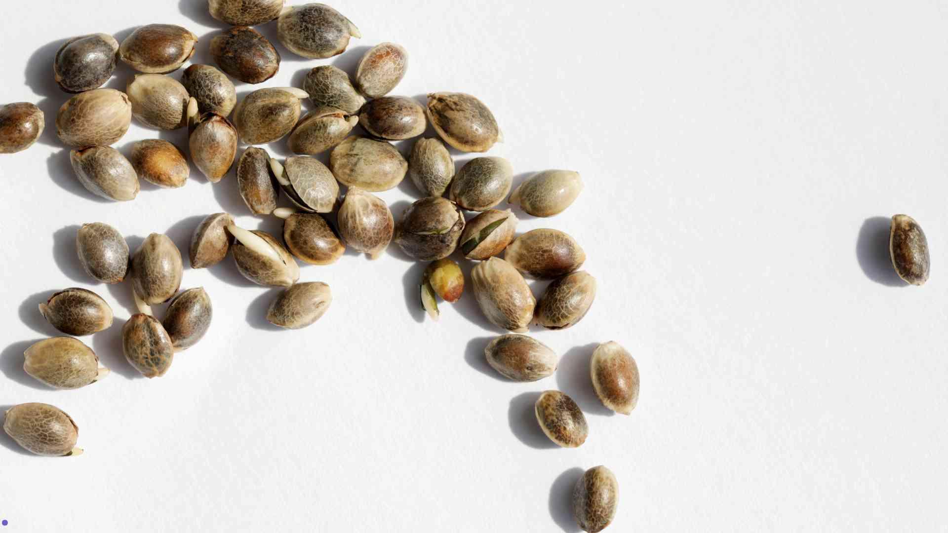 Comment choisir les bonnes graines pour la culture de cannabis en intérieur ?