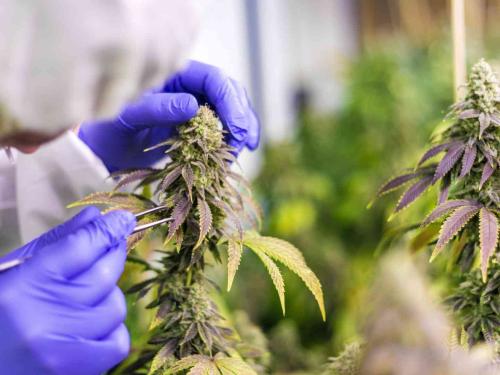 Les bases de la fertilisation du cannabis – Macro et micronutriments