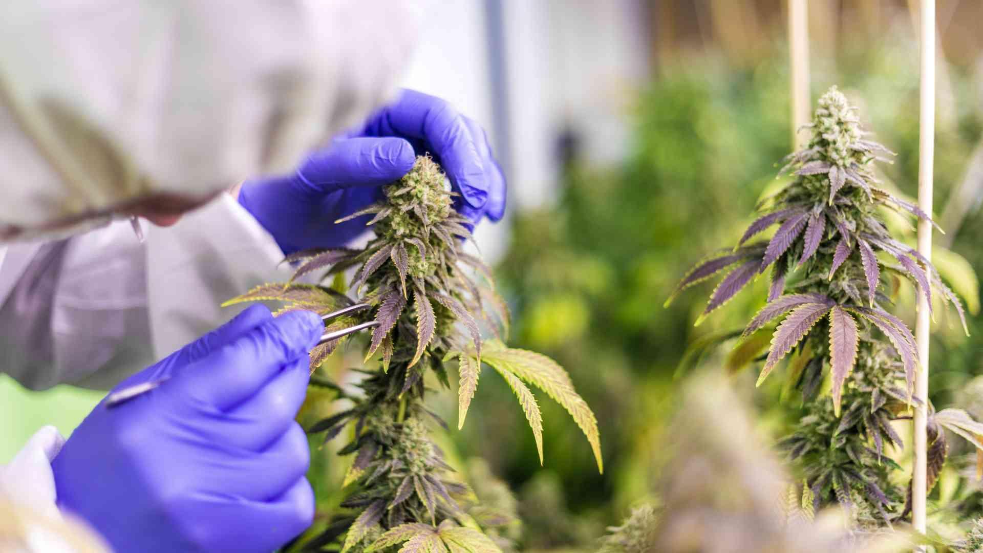 Les bases de la fertilisation du cannabis – Macro et micronutriments