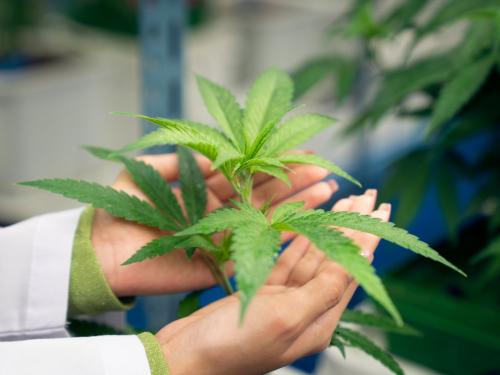 Comment prélever un clone parfait d'une plante mère ?