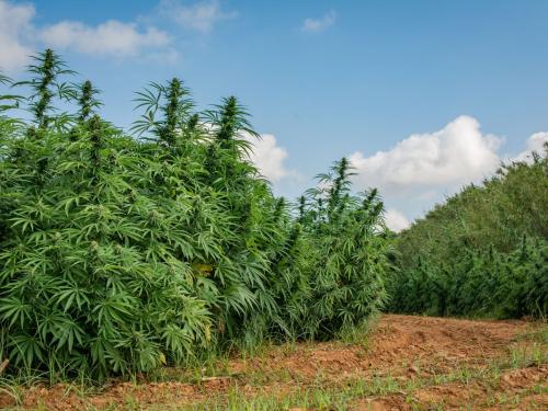 Outdoor Cannabis Cultivation: Advantages, Risks, Yields, Diseases, and the Real Level of Difficulty