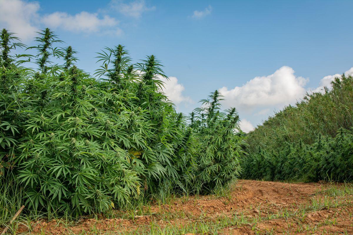 Cultivo de cannabis en exterior: ventajas, riesgos, rendimiento, enfermedades y nivel real de dificultad