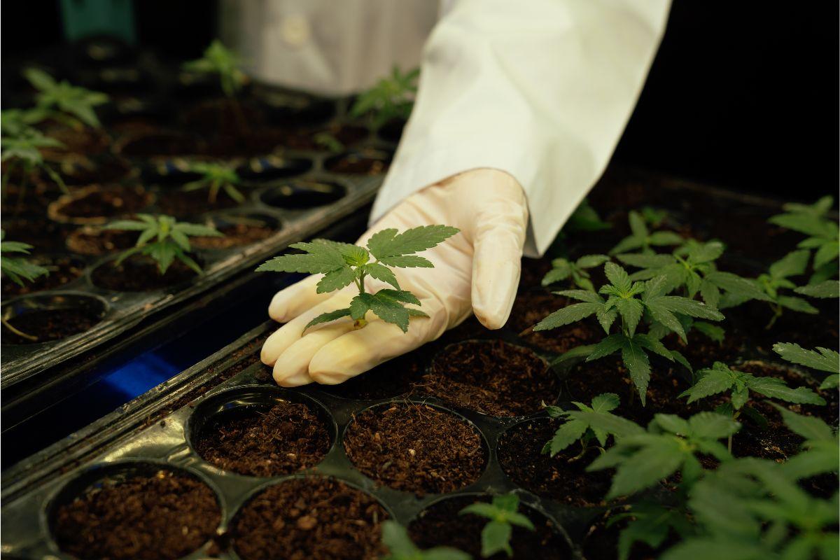 Les meilleurs substrats pour la culture en intérieur – Terre, Coco, Hydroton