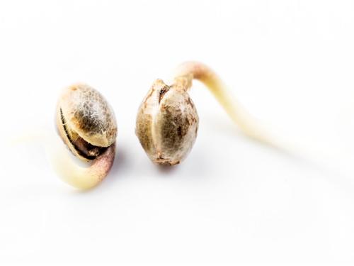 Seed Germination – Methods and Best Practices (Indoor and Outdoor)