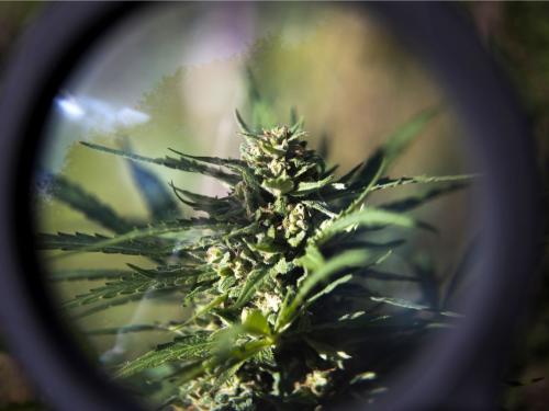 Autofloraison vs photopériodiques : quelles graines choisir pour votre objectif ?