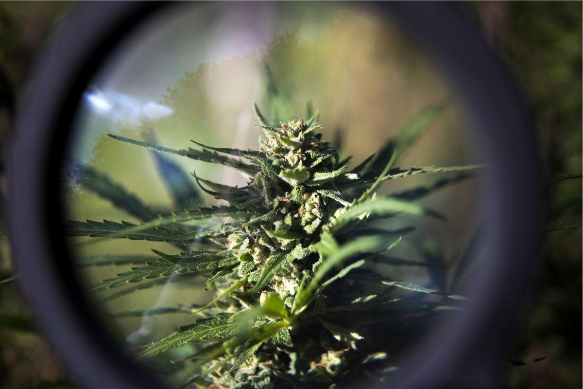 Autofloraison vs photopériodiques : quelles graines choisir pour votre objectif ?