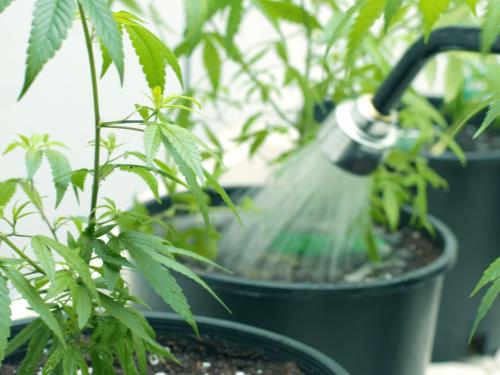 The Best Water for Watering Cannabis â Tap, Filtered or Distilled?