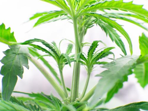 Technique de Clonage de Plantes pour le Cannabis en Culture Domestique